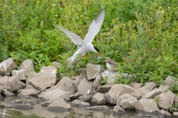 BLOG common tern and chick.jpg